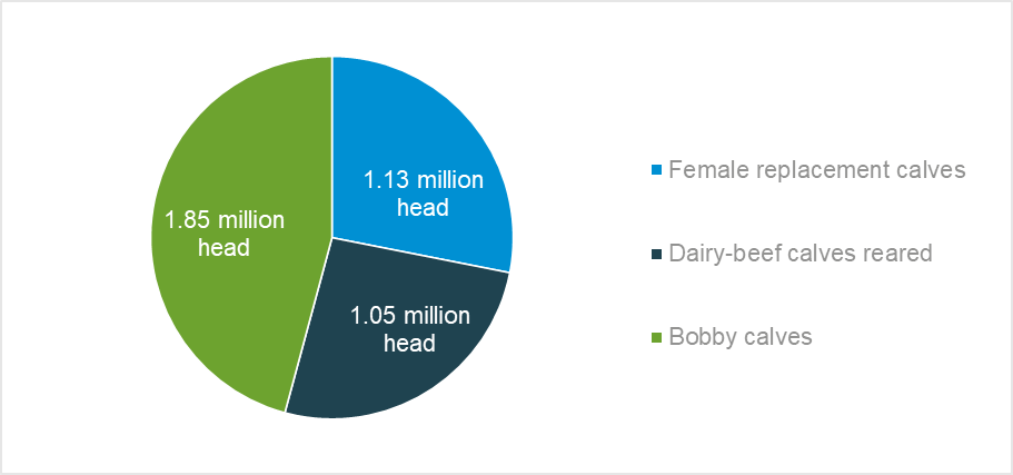 Destination for NZ dairy calve